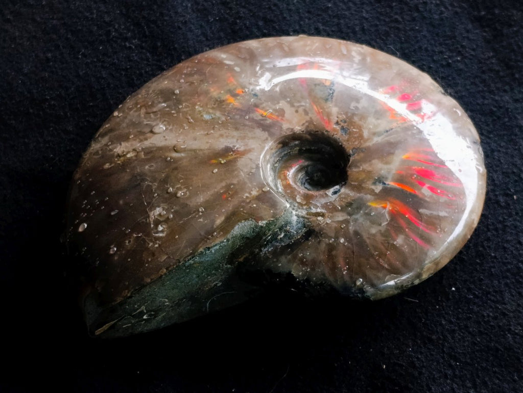 Polished Cabinet Size Opalized Cleoniceras Ammonite Fossil x 1 From Tulear, Madagascar