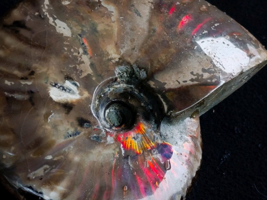 Polished Cabinet Size Opalized Cleoniceras Ammonite Fossil x 1 From Tulear, Madagascar