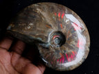 Polished Cabinet Size Opalized Cleoniceras Ammonite Fossil x 1 From Tulear, Madagascar