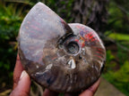 Polished Cabinet Size Opalized Cleoniceras Ammonite Fossil x 1 From Tulear, Madagascar