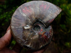 Polished Cabinet Size Opalized Cleoniceras Ammonite Fossil x 1 From Tulear, Madagascar