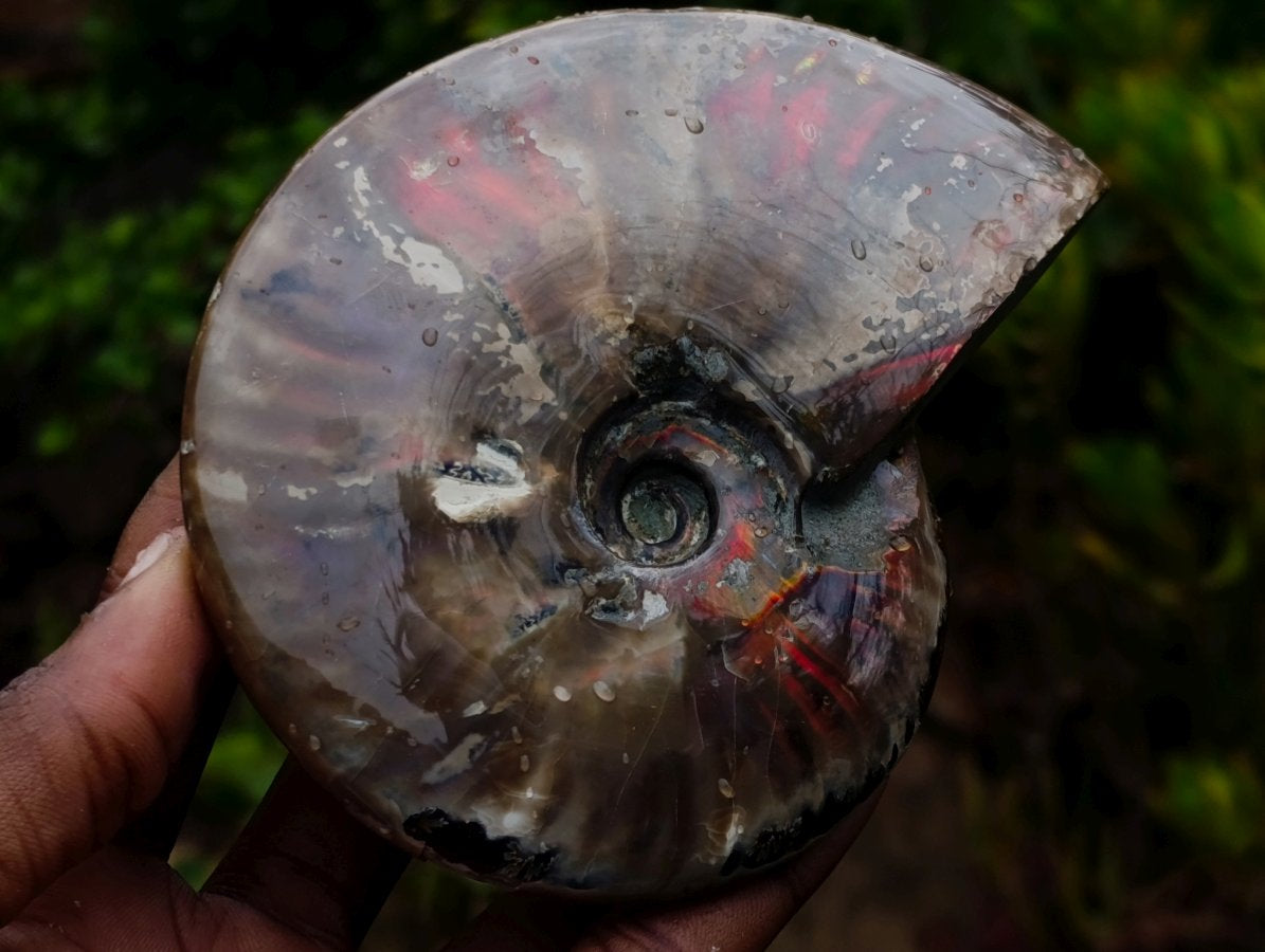Polished Cabinet Size Opalized Cleoniceras Ammonite Fossil x 1 From Tulear, Madagascar