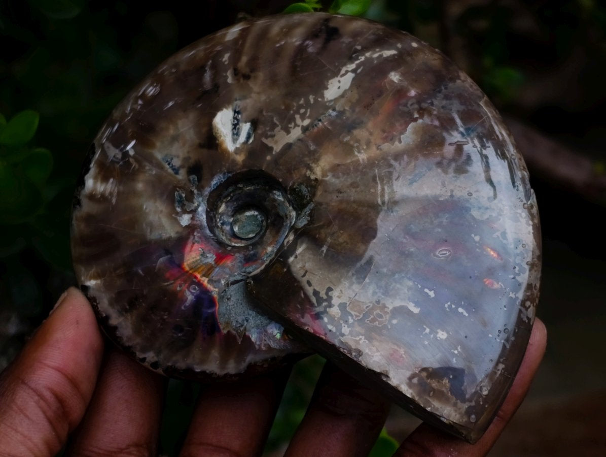 Polished Cabinet Size Opalized Cleoniceras Ammonite Fossil x 1 From Tulear, Madagascar
