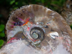 Polished Cabinet Size Opalized Cleoniceras Ammonite Fossil x 1 From Tulear, Madagascar