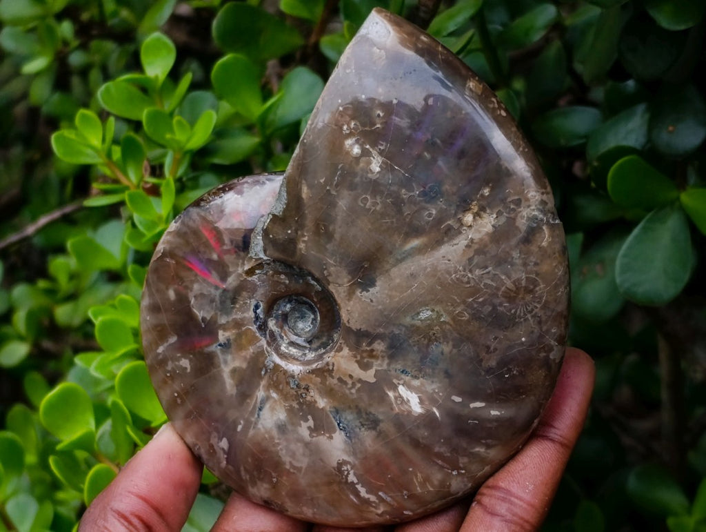 Polished Cabinet Size Opalized Cleoniceras Ammonite Fossil x 1 From Tulear, Madagascar
