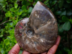 Polished Cabinet Size Opalized Cleoniceras Ammonite Fossil x 1 From Tulear, Madagascar