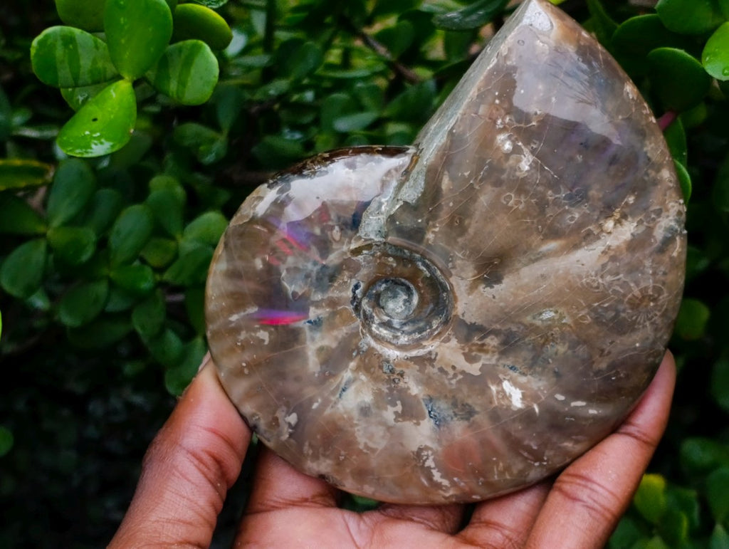Polished Cabinet Size Opalized Cleoniceras Ammonite Fossil x 1 From Tulear, Madagascar