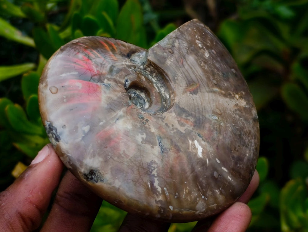 Polished Cabinet Size Opalized Cleoniceras Ammonite Fossil x 1 From Tulear, Madagascar