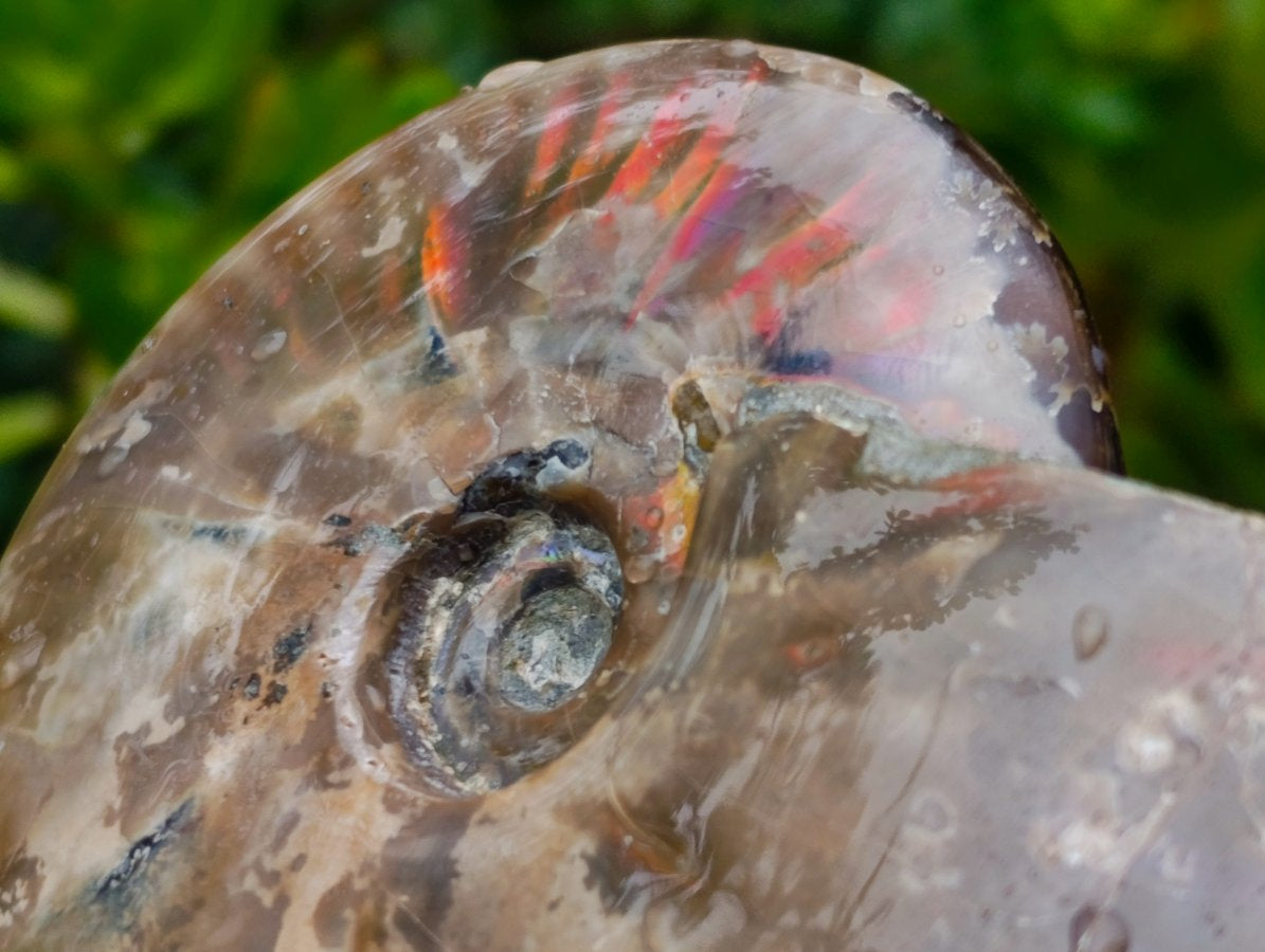 Polished Cabinet Size Opalized Cleoniceras Ammonite Fossil x 1 From Tulear, Madagascar