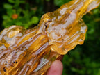 Natural Copal Amber with Insect Inclusions x 1 From Nosy Varika Madagascar