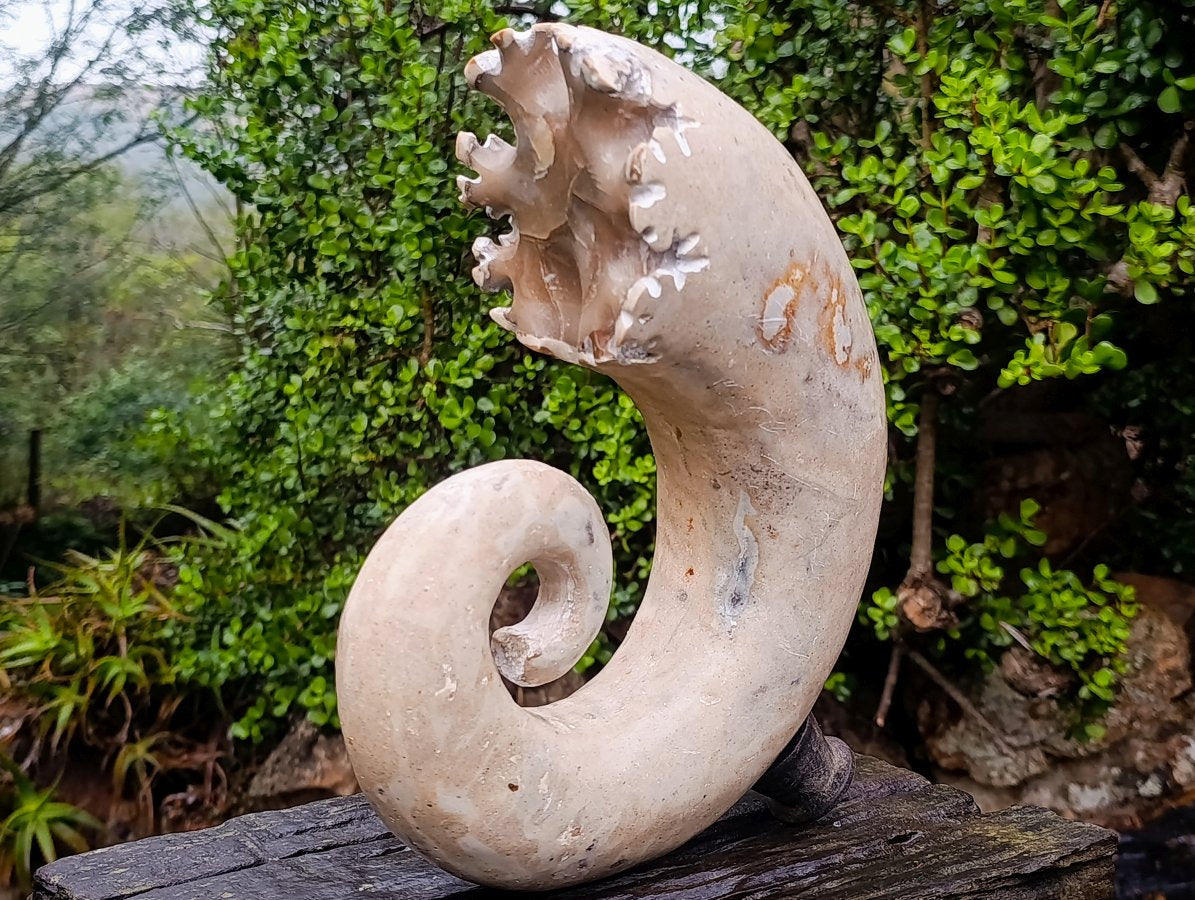 Polished XL Ultra Rare Ancyloceratina Uncoiled Ammonite Fossil x 1 From Tulear, Madagascar