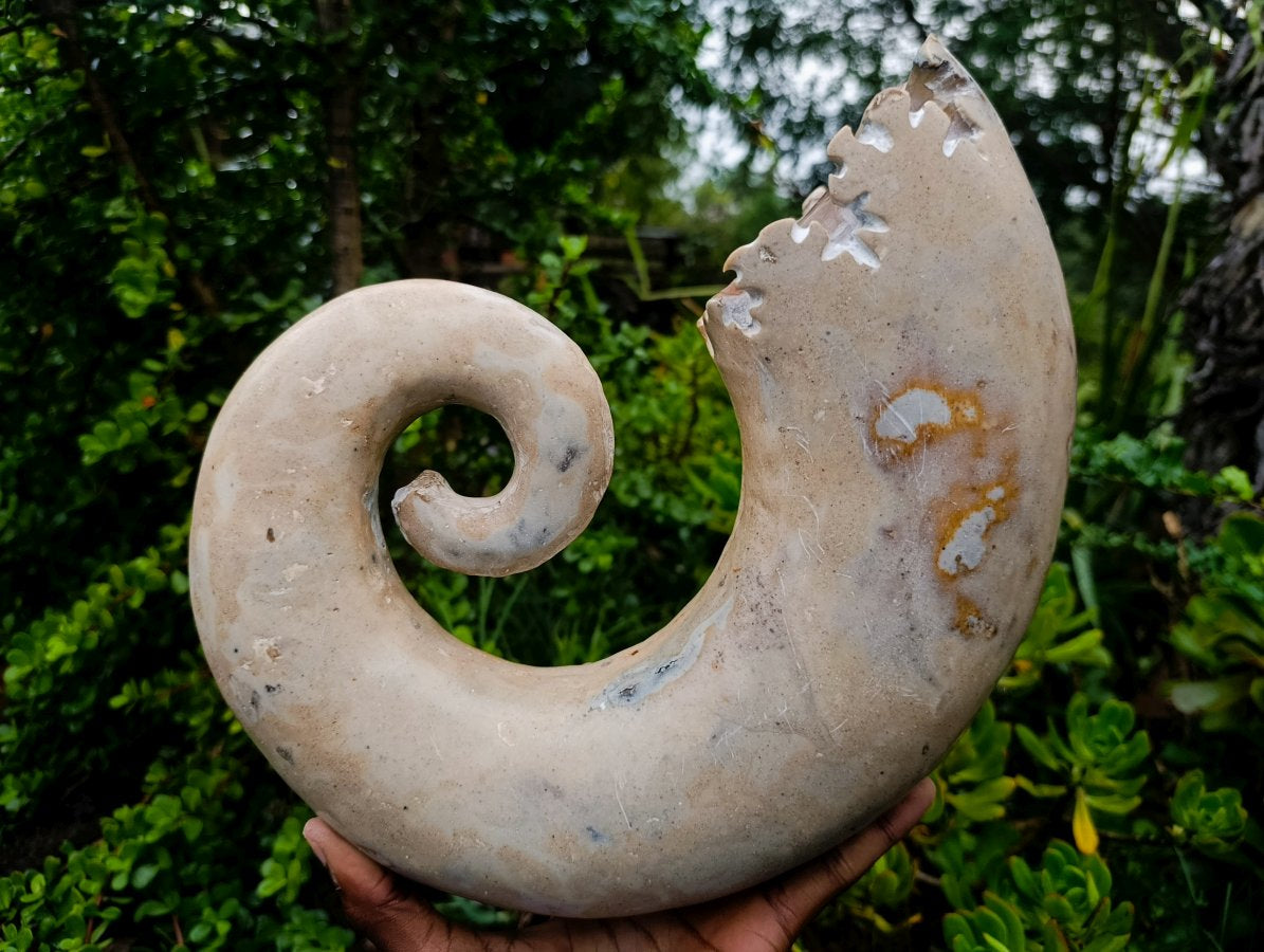 Polished XL Ultra Rare Ancyloceratina Uncoiled Ammonite Fossil x 1 From Tulear, Madagascar