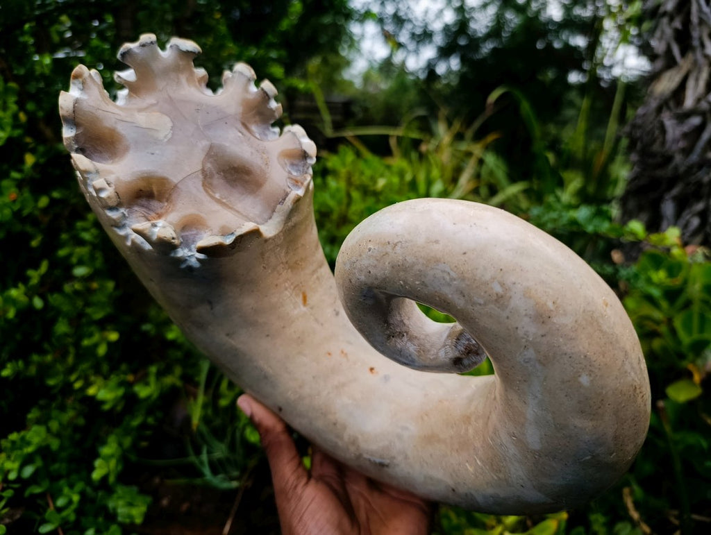 Polished XL Ultra Rare Ancyloceratina Uncoiled Ammonite Fossil x 1 From Tulear, Madagascar
