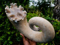 Polished XL Ultra Rare Ancyloceratina Uncoiled Ammonite Fossil x 1 From Tulear, Madagascar