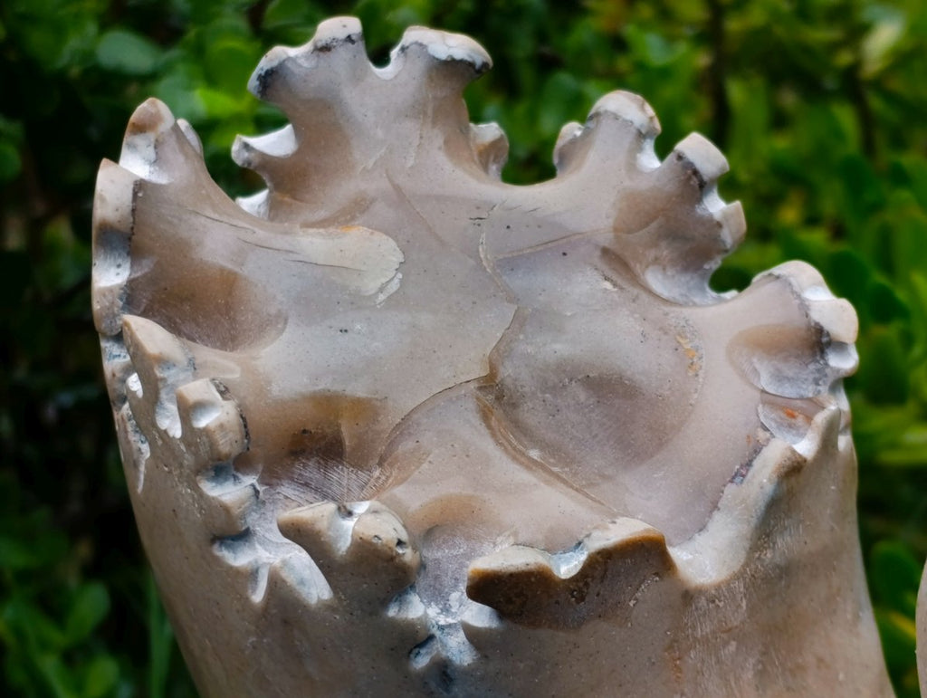 Polished XL Ultra Rare Ancyloceratina Uncoiled Ammonite Fossil x 1 From Tulear, Madagascar