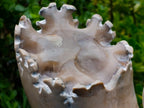 Polished XL Ultra Rare Ancyloceratina Uncoiled Ammonite Fossil x 1 From Tulear, Madagascar