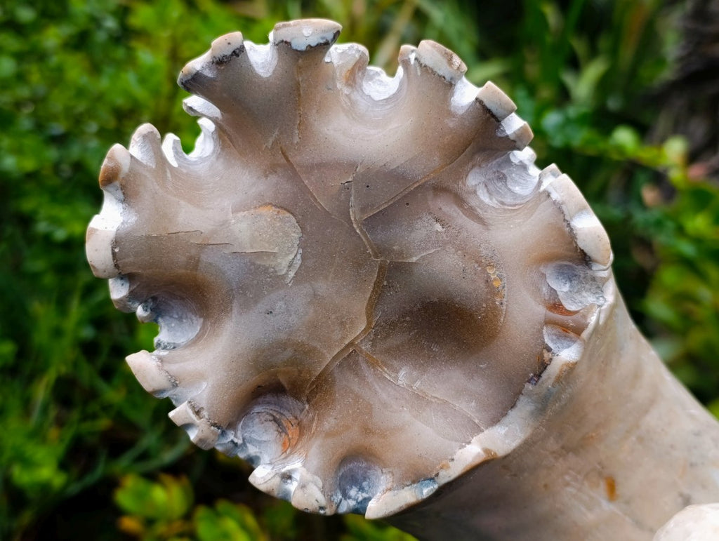 Polished XL Ultra Rare Ancyloceratina Uncoiled Ammonite Fossil x 1 From Tulear, Madagascar