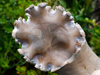 Polished XL Ultra Rare Ancyloceratina Uncoiled Ammonite Fossil x 1 From Tulear, Madagascar