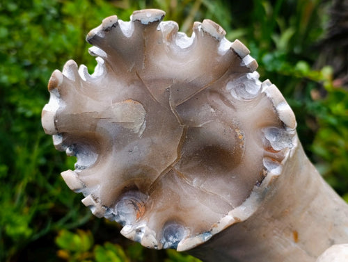 Polished XL Ultra Rare Ancyloceratina Uncoiled Ammonite Fossil x 1 From Tulear, Madagascar