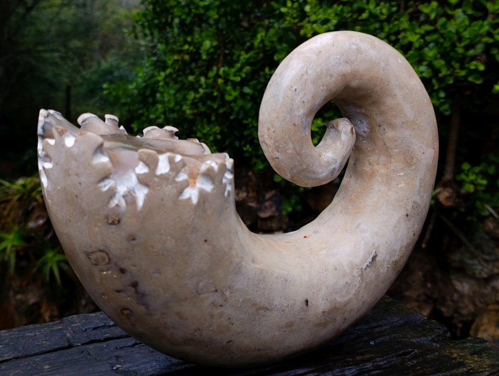 Polished XL Ultra Rare Ancyloceratina Uncoiled Ammonite Fossil x 1 From Tulear, Madagascar