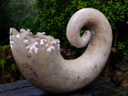 Polished XL Ultra Rare Ancyloceratina Uncoiled Ammonite Fossil x 1 From Tulear, Madagascar