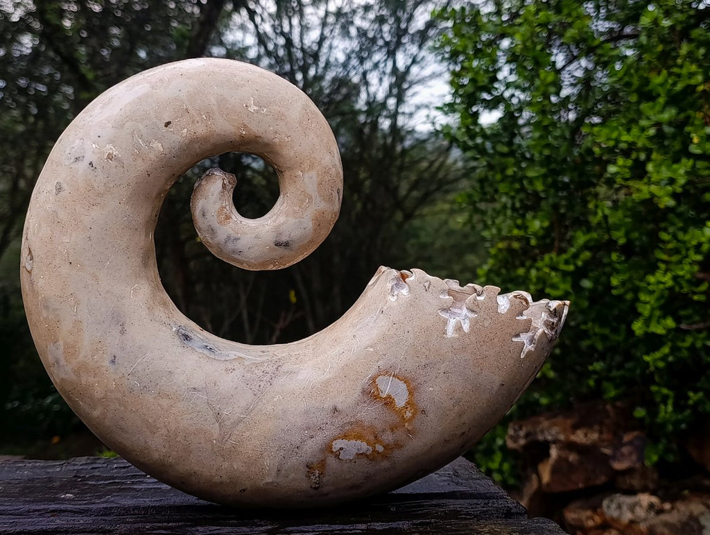 Polished XL Ultra Rare Ancyloceratina Uncoiled Ammonite Fossil x 1 From Tulear, Madagascar