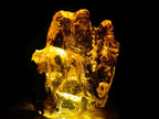 Natural Copal Amber with Insect and Plant Inclusions x 1 From Nosy Varika Madagascar