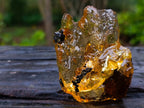 Natural Copal Amber with Insect and Plant Inclusions x 1 From Nosy Varika Madagascar