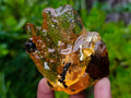 Natural Copal Amber with Insect and Plant Inclusions x 1 From Nosy Varika Madagascar