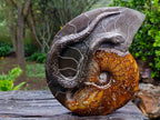 Polished Large Amber Cleoniceras Ammonite Fossil Snake Carving x 1 From Tulear, Madagascar