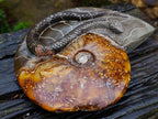 Polished Large Amber Cleoniceras Ammonite Fossil Snake Carving x 1 From Tulear, Madagascar