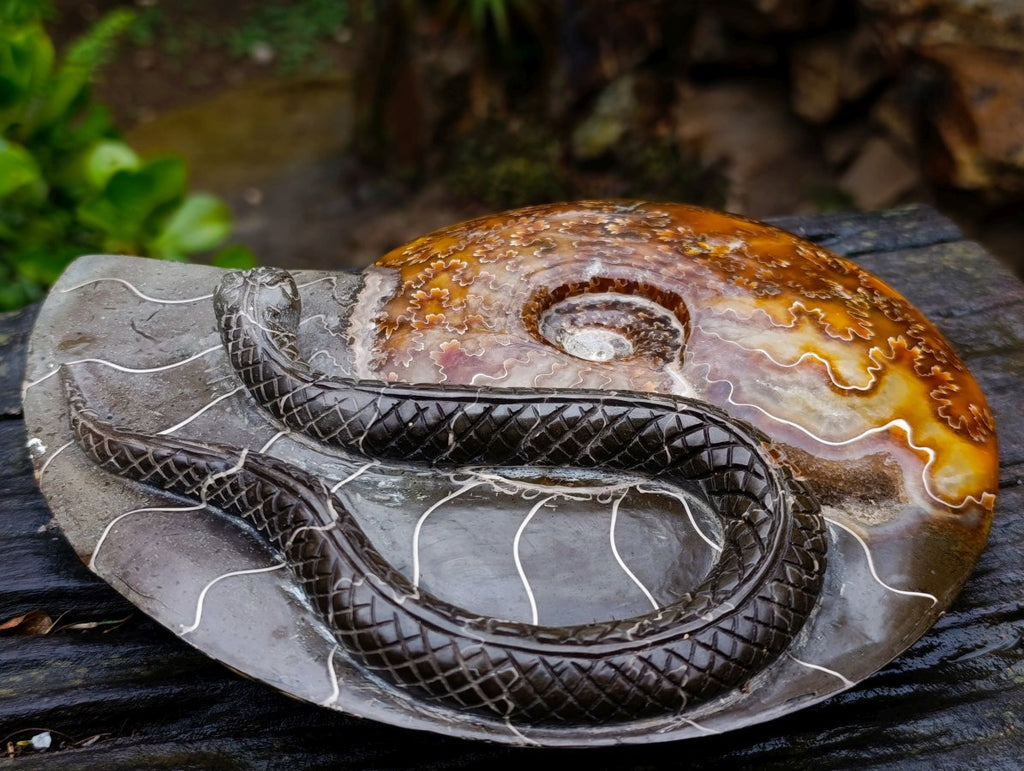 Polished Large Amber Cleoniceras Ammonite Fossil Snake Carving x 1 From Tulear, Madagascar