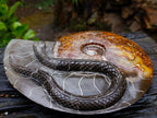 Polished Large Amber Cleoniceras Ammonite Fossil Snake Carving x 1 From Tulear, Madagascar