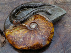 Polished Large Amber Cleoniceras Ammonite Fossil Snake Carving x 1 From Tulear, Madagascar