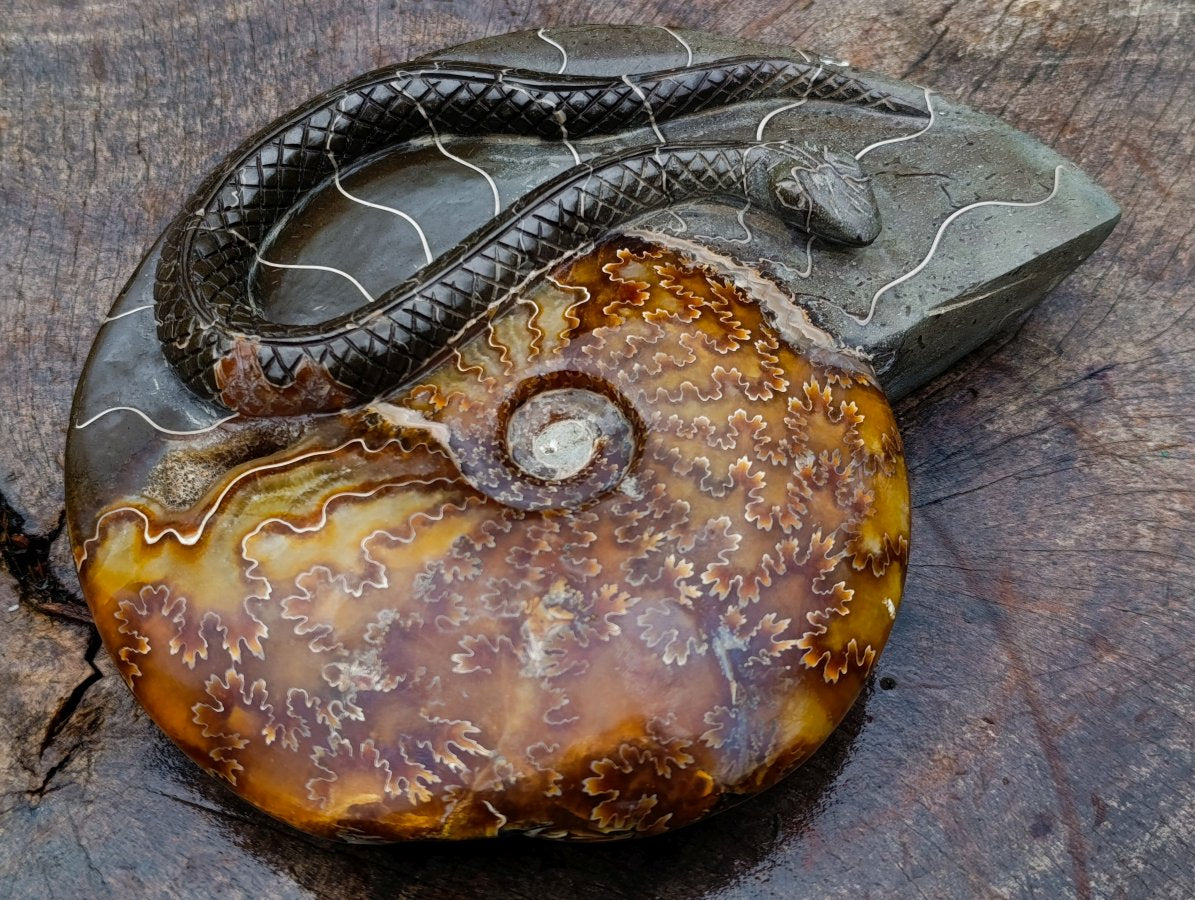 Polished Large Amber Cleoniceras Ammonite Fossil Snake Carving x 1 From Tulear, Madagascar