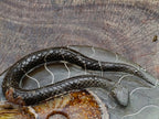 Polished Large Amber Cleoniceras Ammonite Fossil Snake Carving x 1 From Tulear, Madagascar