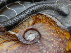 Polished Large Amber Cleoniceras Ammonite Fossil Snake Carving x 1 From Tulear, Madagascar