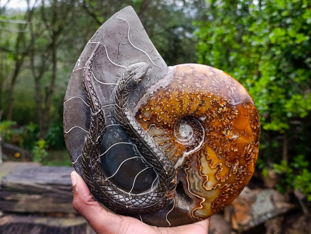 Polished Large Amber Cleoniceras Ammonite Fossil Snake Carving x 1 From Tulear, Madagascar