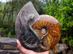 Polished Large Amber Cleoniceras Ammonite Fossil Snake Carving x 1 From Tulear, Madagascar