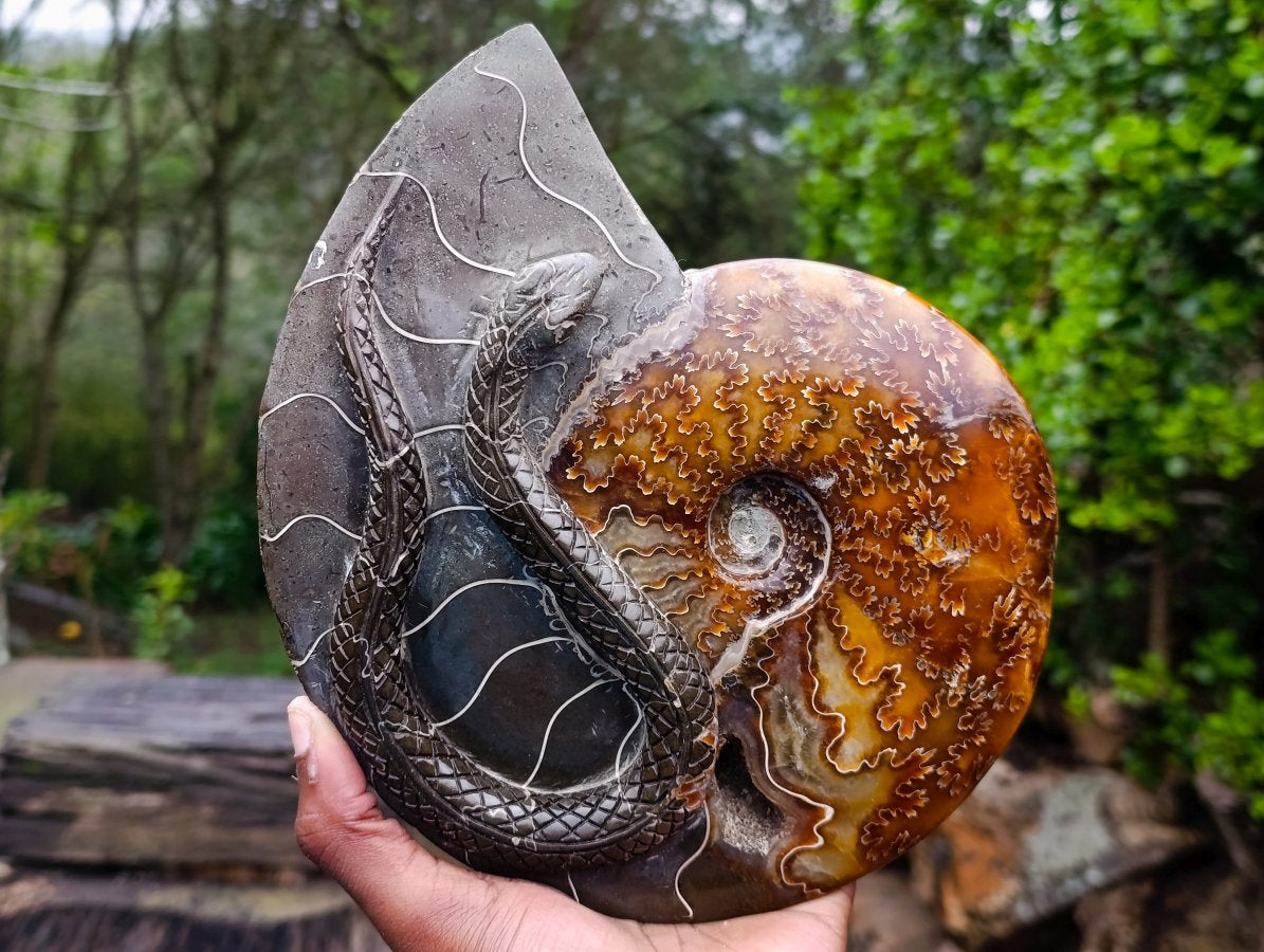 Polished Large Amber Cleoniceras Ammonite Fossil Snake Carving x 1 From Tulear, Madagascar