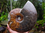 Polished Large Amber Cleoniceras Ammonite Fossil Snake Carving x 1 From Tulear, Madagascar