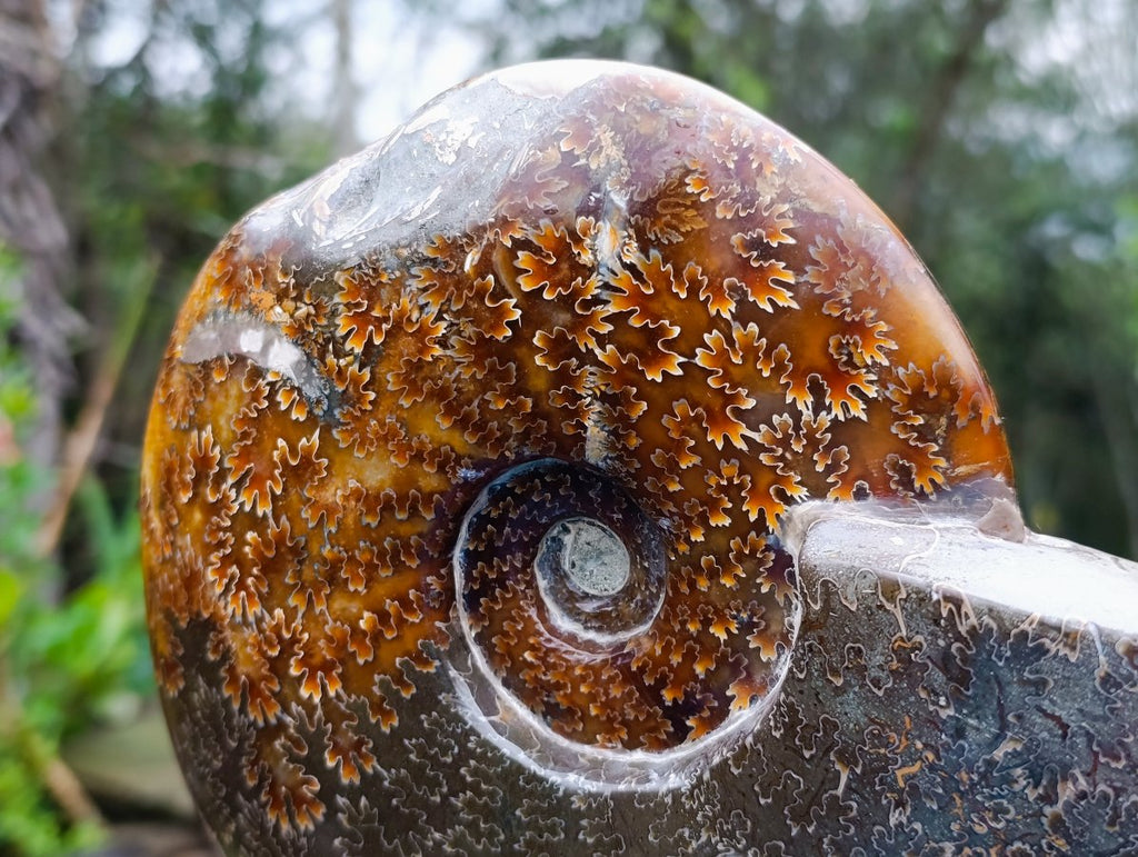 Polished Large Amber Cleoniceras Ammonite Fossil Snake Carving x 1 From Tulear, Madagascar