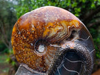Polished Large Amber Cleoniceras Ammonite Fossil Snake Carving x 1 From Tulear, Madagascar