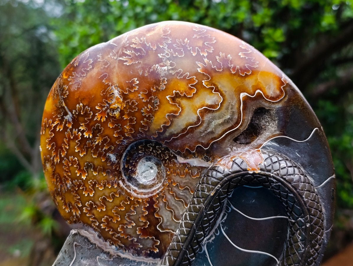 Polished Large Amber Cleoniceras Ammonite Fossil Snake Carving x 1 From Tulear, Madagascar
