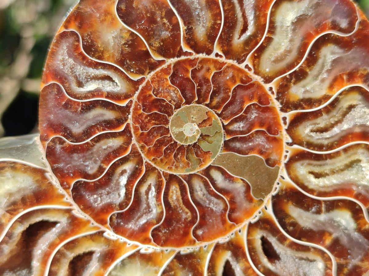 Polished Cleoniceras Ammonite Fossil Identical Pair x 1 From Tulear, Madagascar