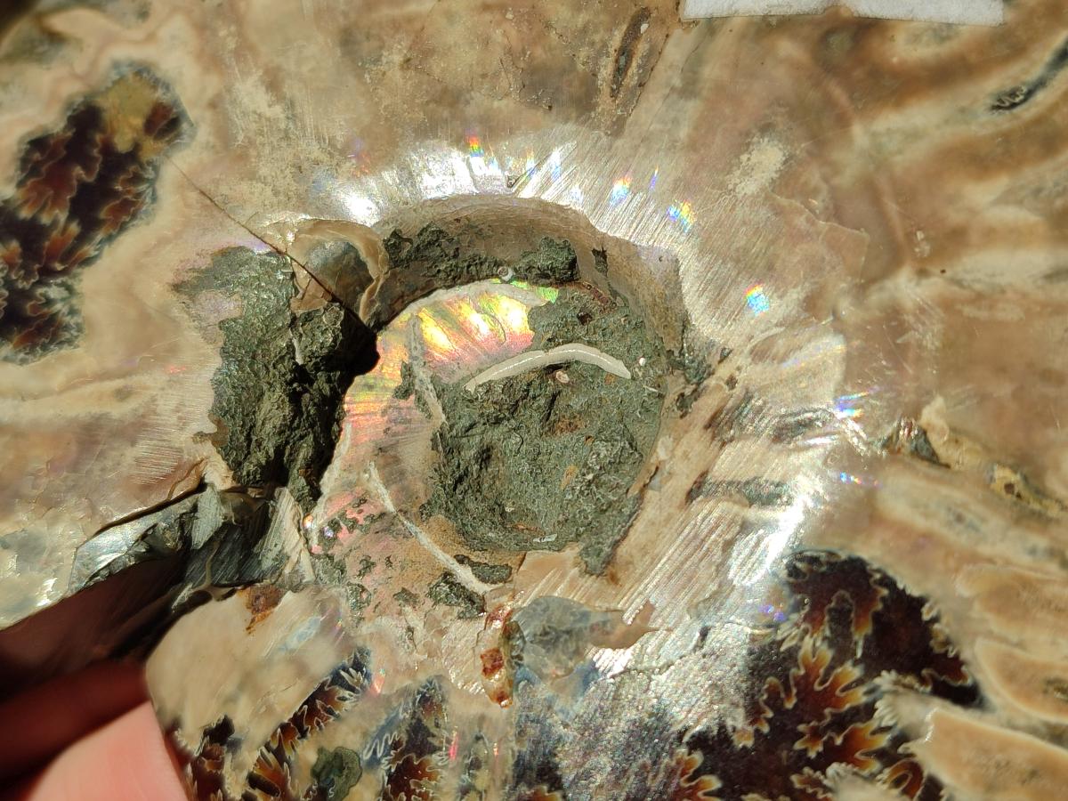 Polished Cleoniceras Ammonite Fossil Identical Pair x 1 From Tulear, Madagascar