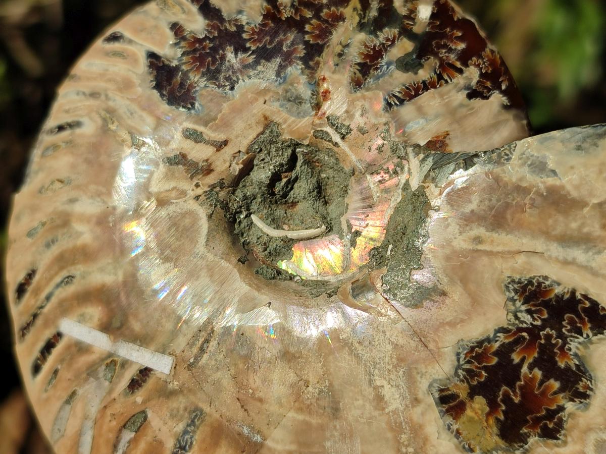 Polished Cleoniceras Ammonite Fossil Identical Pair x 1 From Tulear, Madagascar