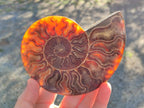 Polished Cleoniceras Ammonite Fossil Identical Pair x 1 From Tulear, Madagascar