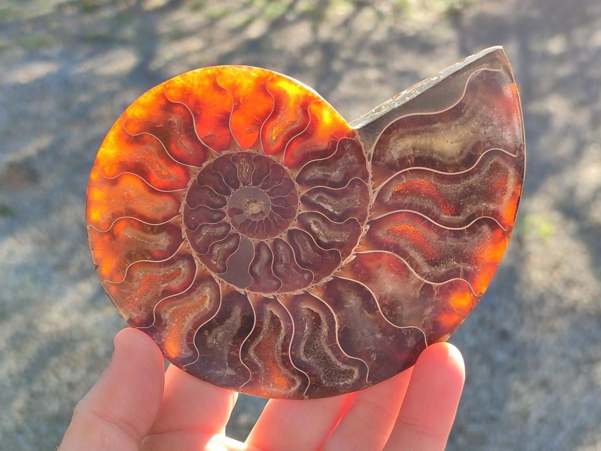 Polished Cleoniceras Ammonite Fossil Identical Pair x 1 From Tulear, Madagascar