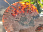 Polished Cleoniceras Ammonite Fossil Identical Pair x 1 From Tulear, Madagascar